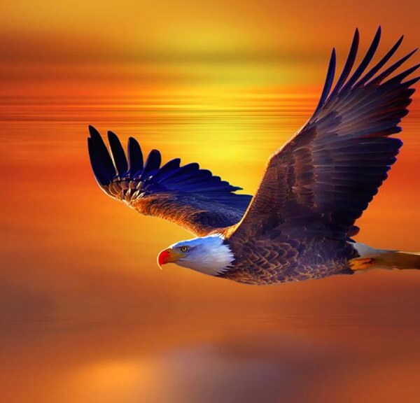 Eagle Flight